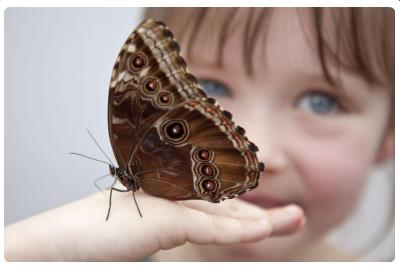 Mondo delle farfalle (Sensational Butterflies)